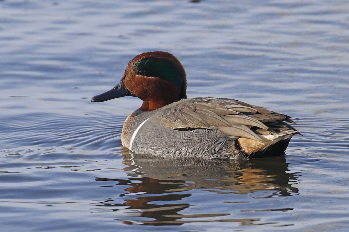 Green-winged Teal - ML199962741