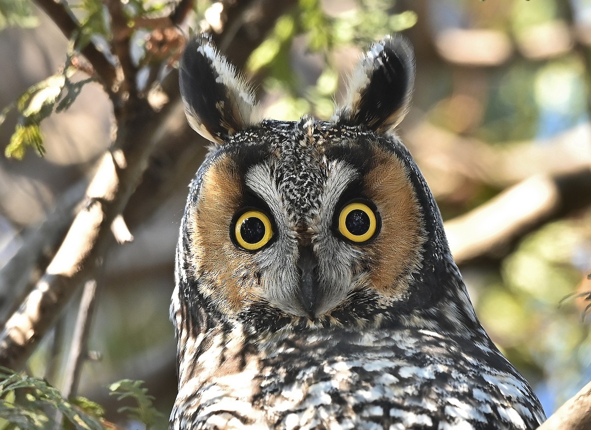 Long-eared Owl - ML199963521
