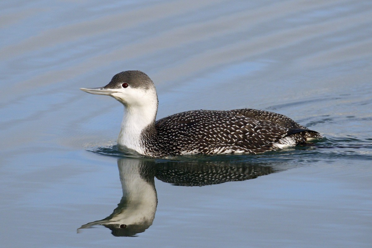Red-throated Loon - ML199963581