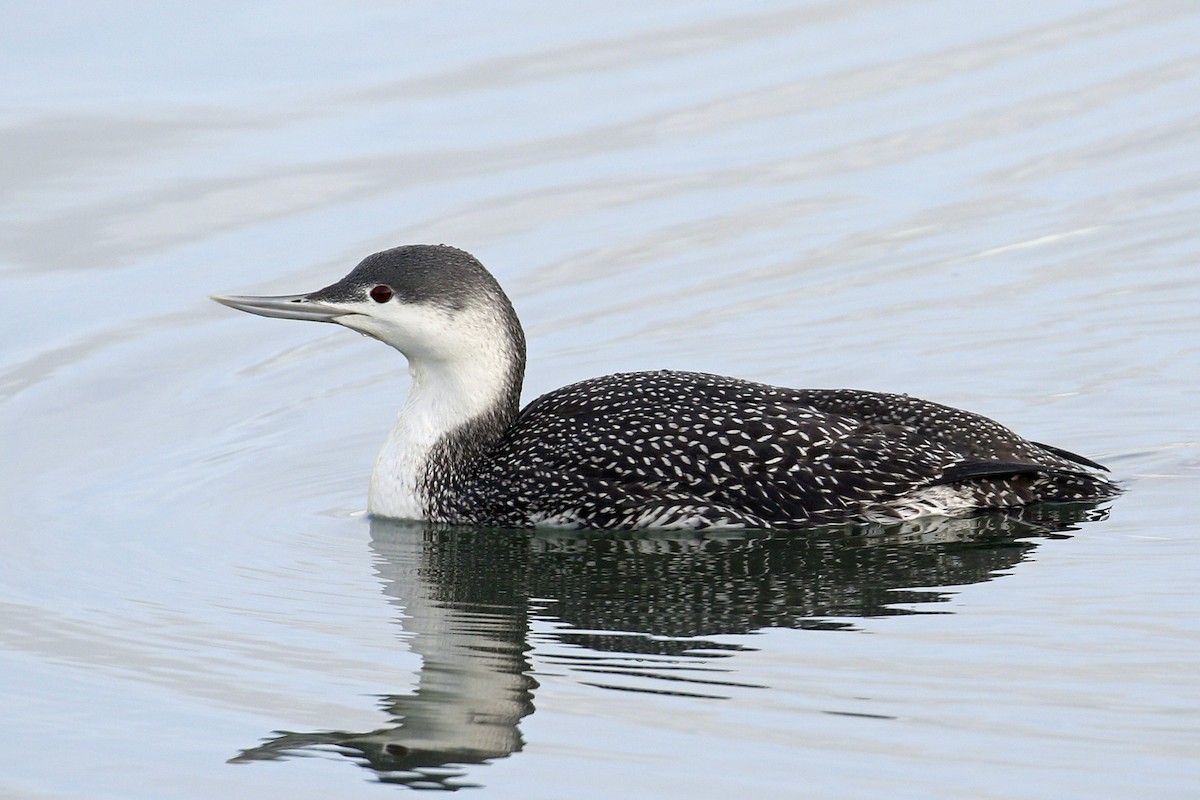 Red-throated Loon - ML199963591