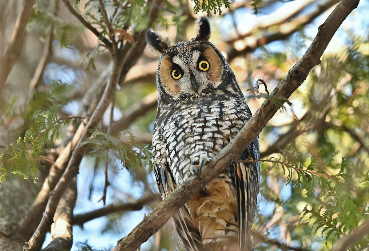 Long-eared Owl - ML199963651