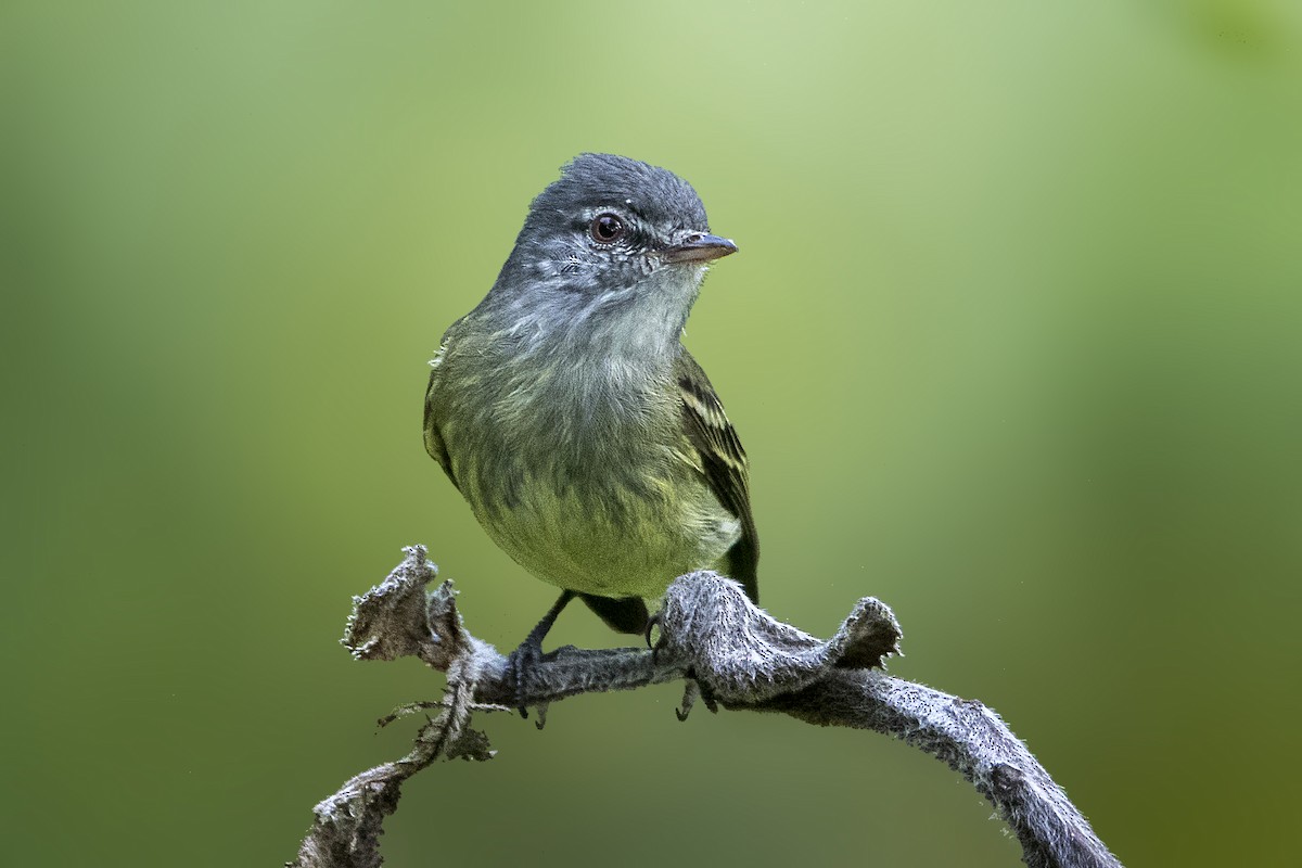 White-fronted Tyrannulet - ML199964851