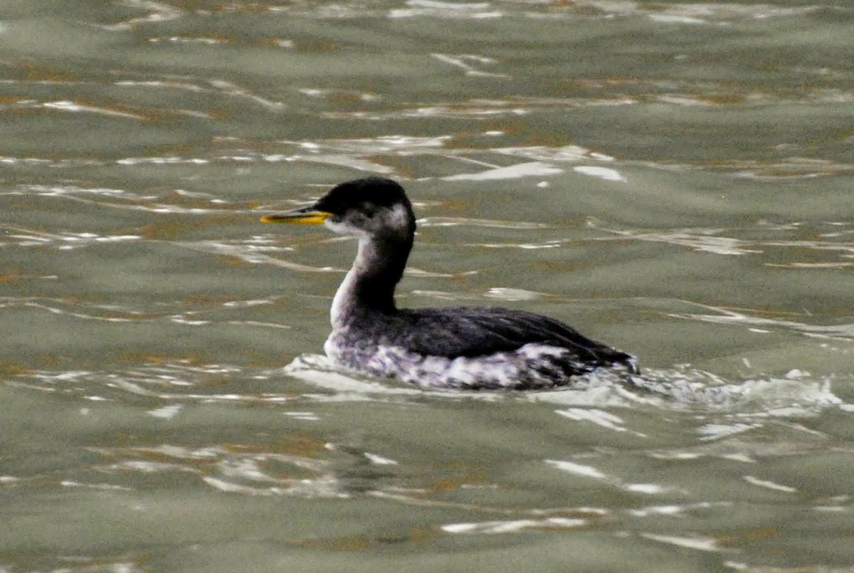 Red-necked Grebe - James Shead