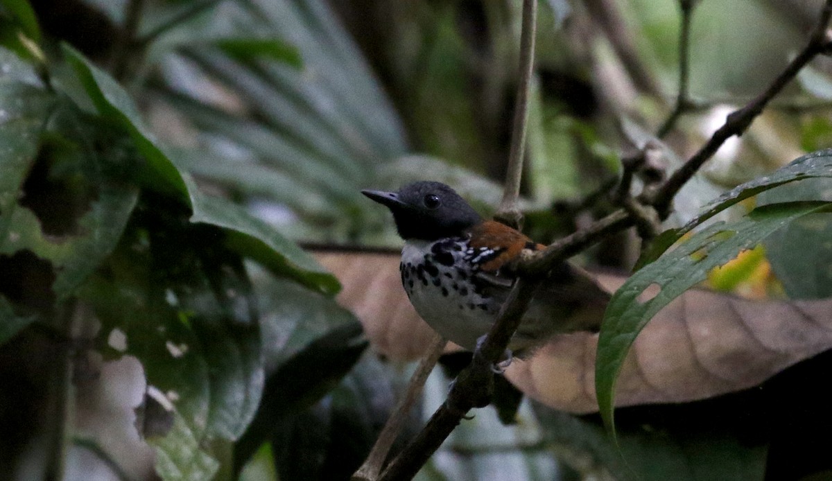 Spotted Antbird - ML199967791