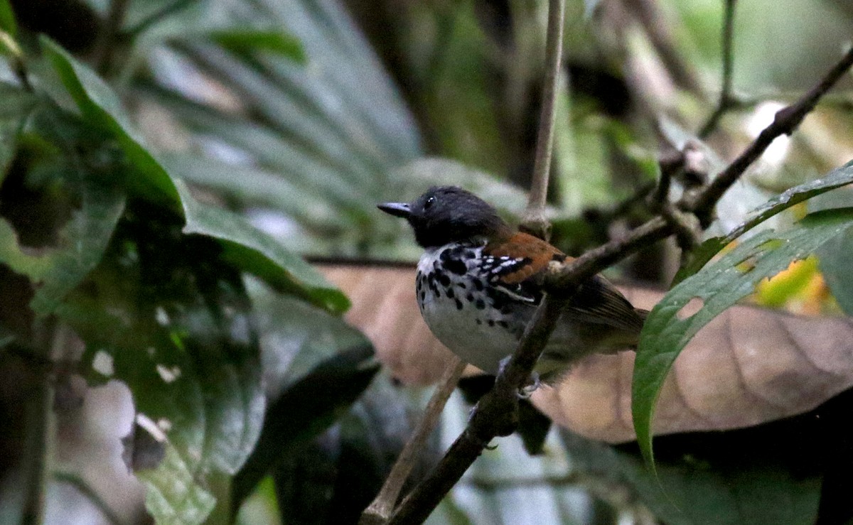 Spotted Antbird - ML199967801