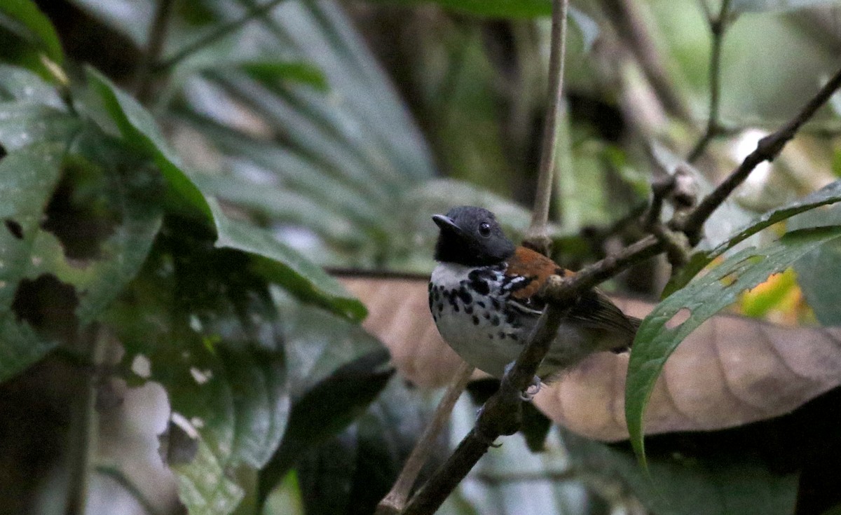 Spotted Antbird - ML199967811