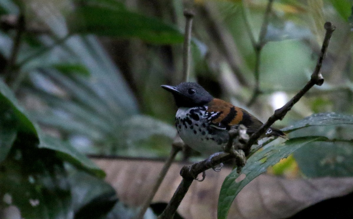Spotted Antbird - ML199967831