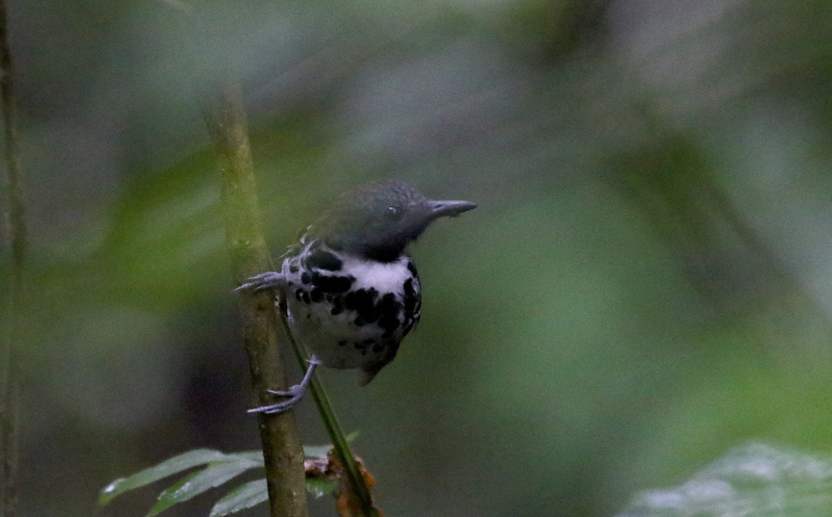 Spotted Antbird - ML199967971