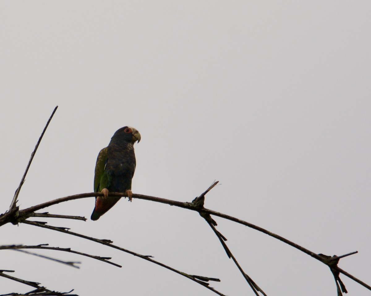 White-crowned Parrot - ML199967991