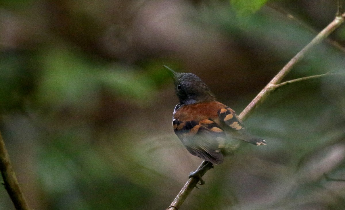 Spotted Antbird - ML199968001