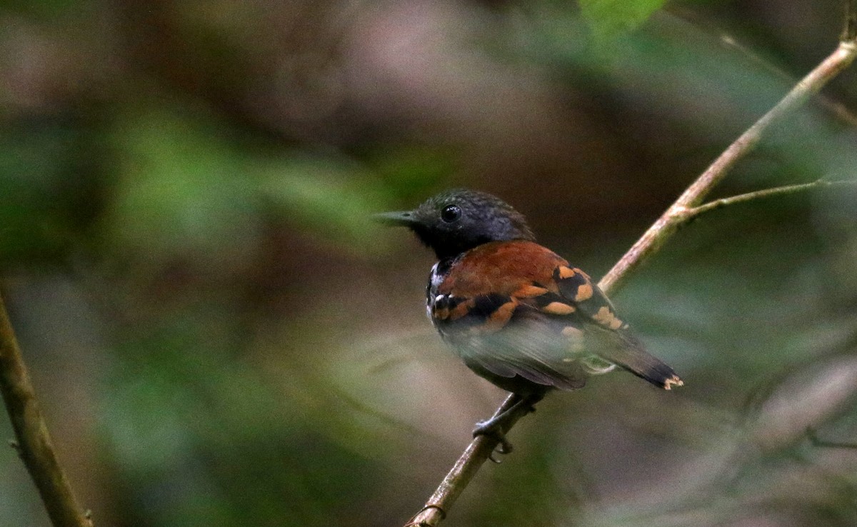 Spotted Antbird - ML199968081