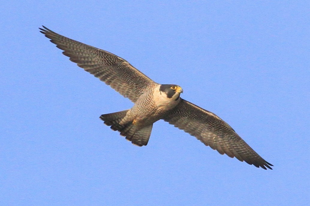 Peregrine Falcon - Kent Forward