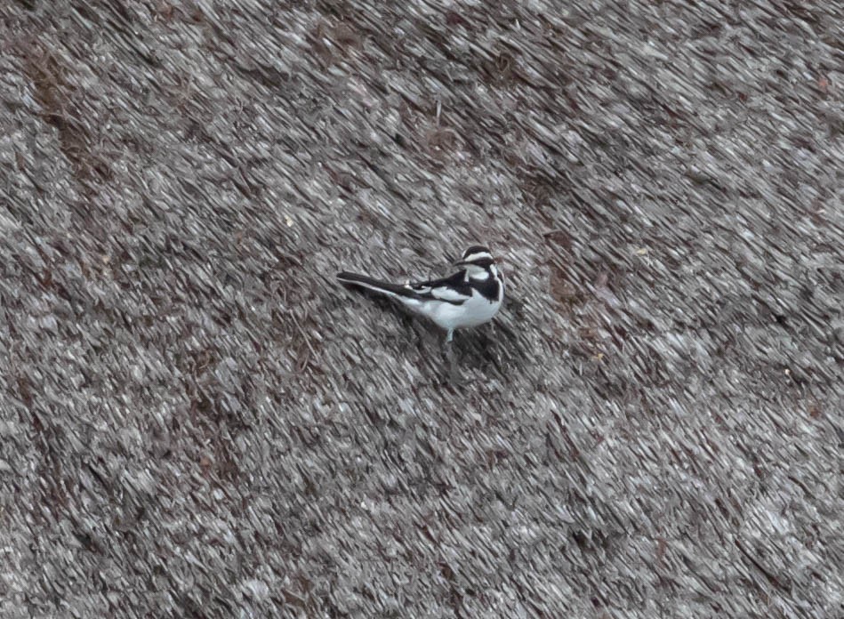 African Pied Wagtail - ML199970611