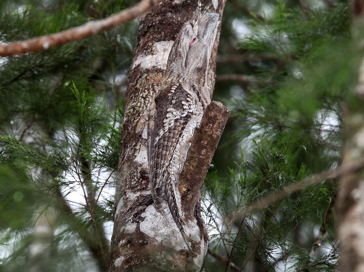 Marbled Frogmouth - ML199972541