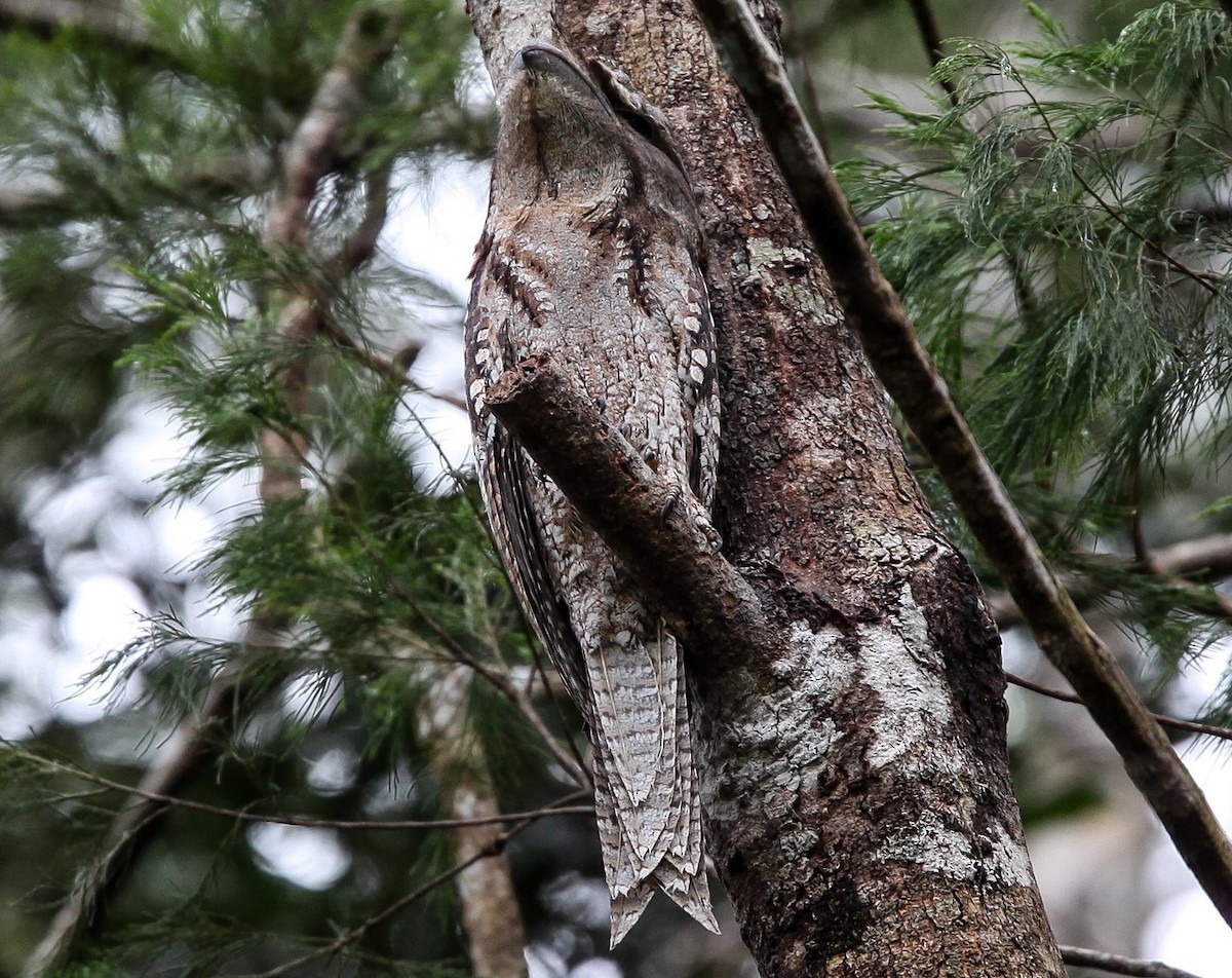 Marbled Frogmouth - ML199972581