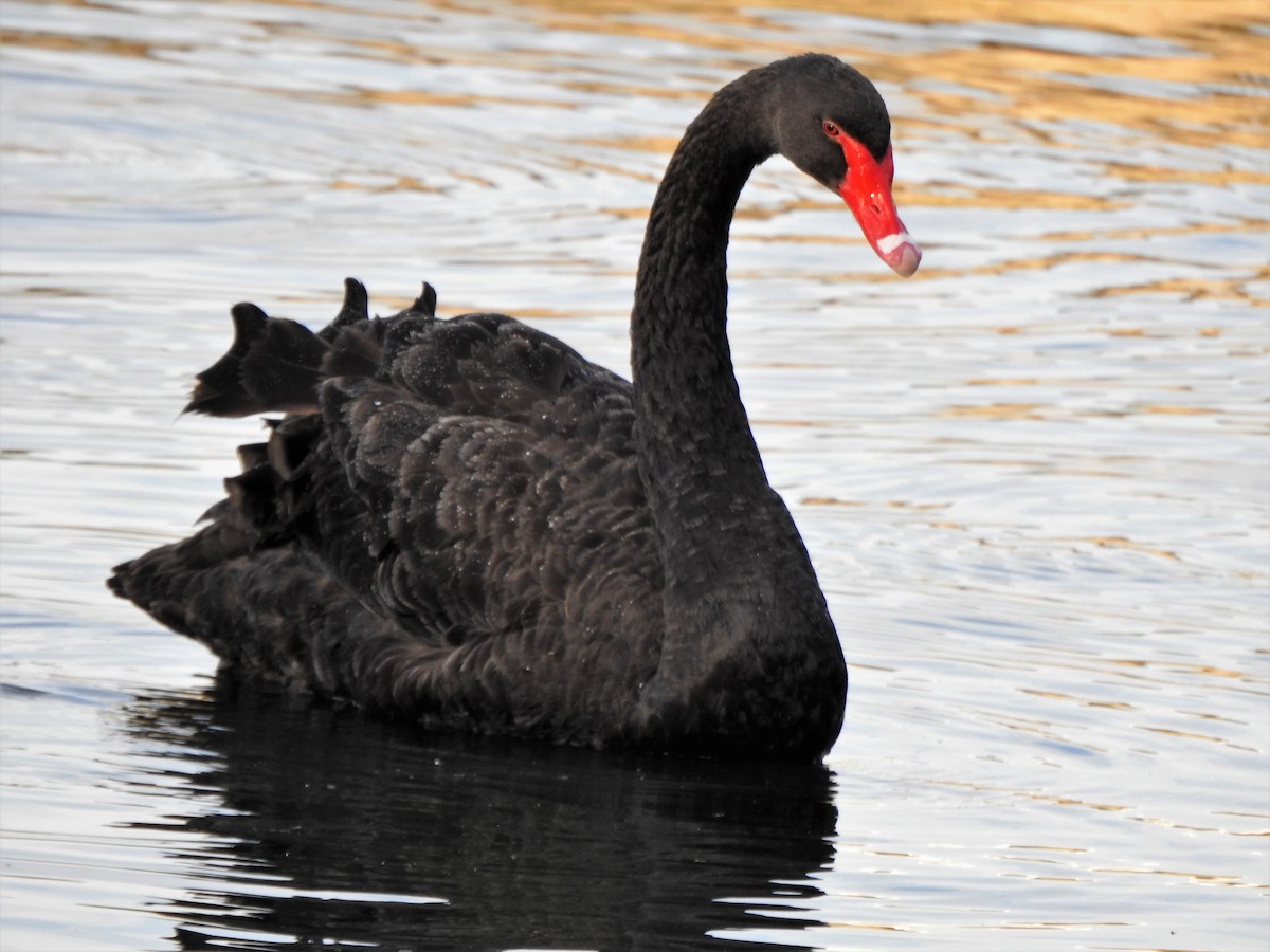 Black Swan - Sharon Wilcox