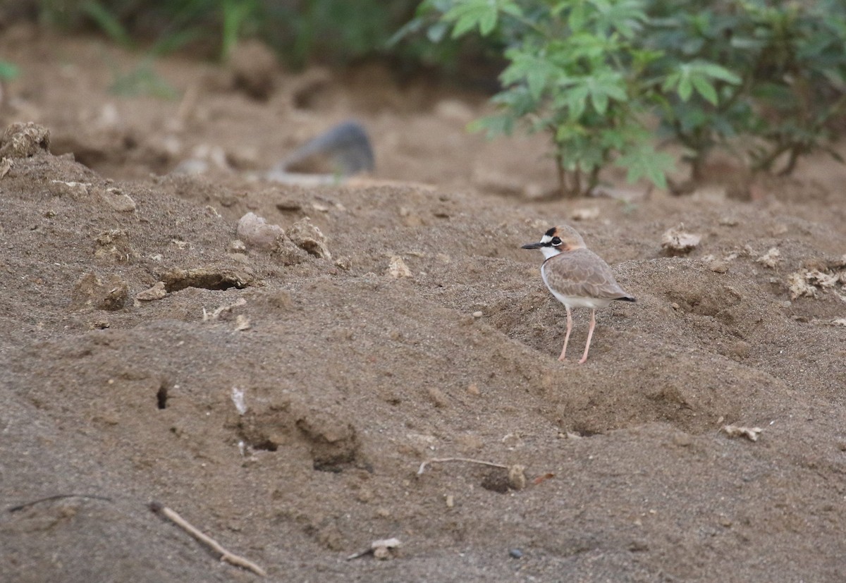 Collared Plover - ML199976091