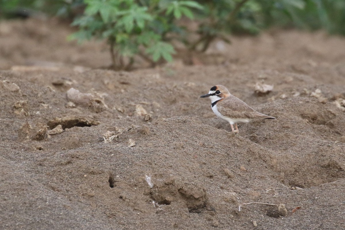 Collared Plover - ML199976101