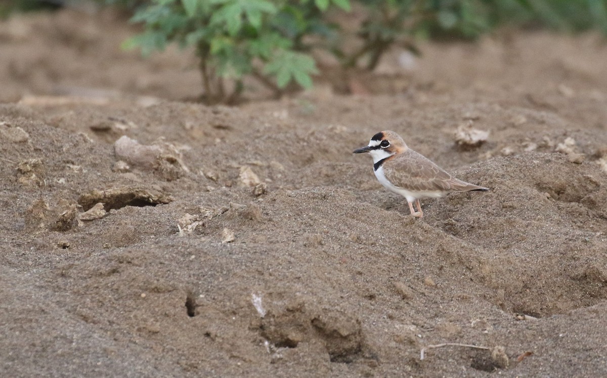 Collared Plover - ML199976121