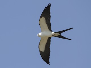  - Swallow-tailed Kite