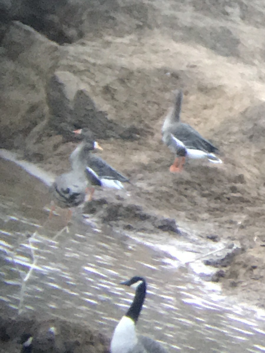 Greater White-fronted Goose - ML199978891