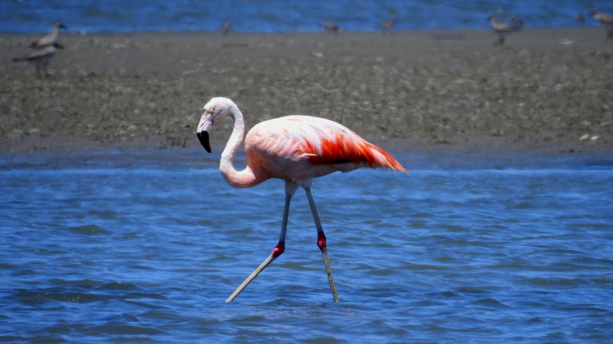 Chilean Flamingo - ML199981411