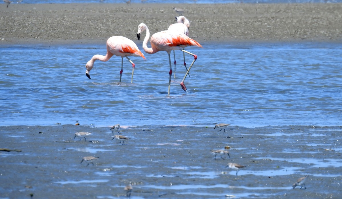 Chilean Flamingo - ML199981451