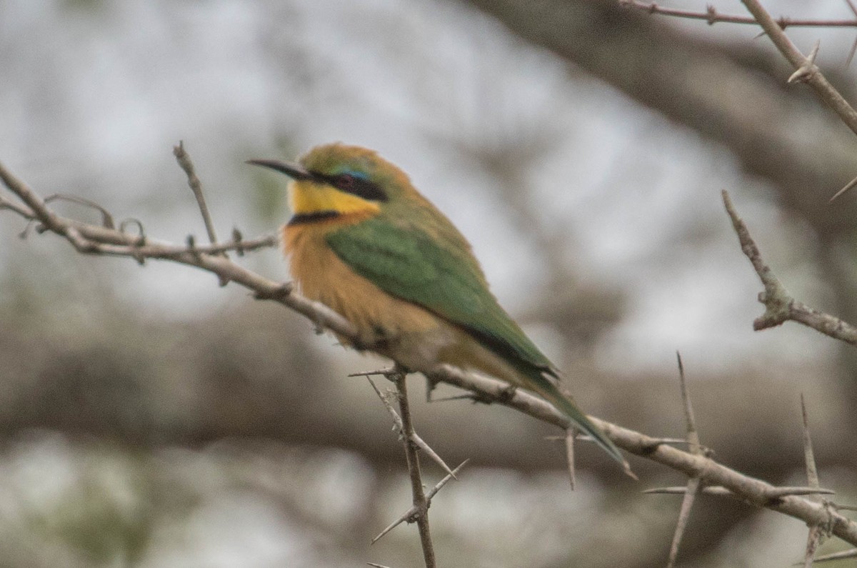 Little Bee-eater - ML199981851