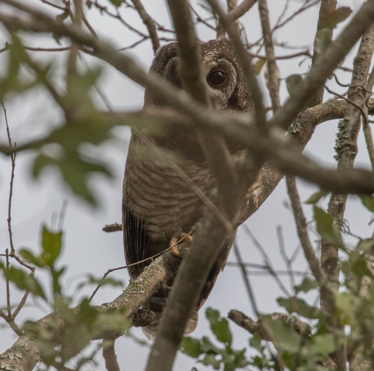 African Wood-Owl - ML199982501