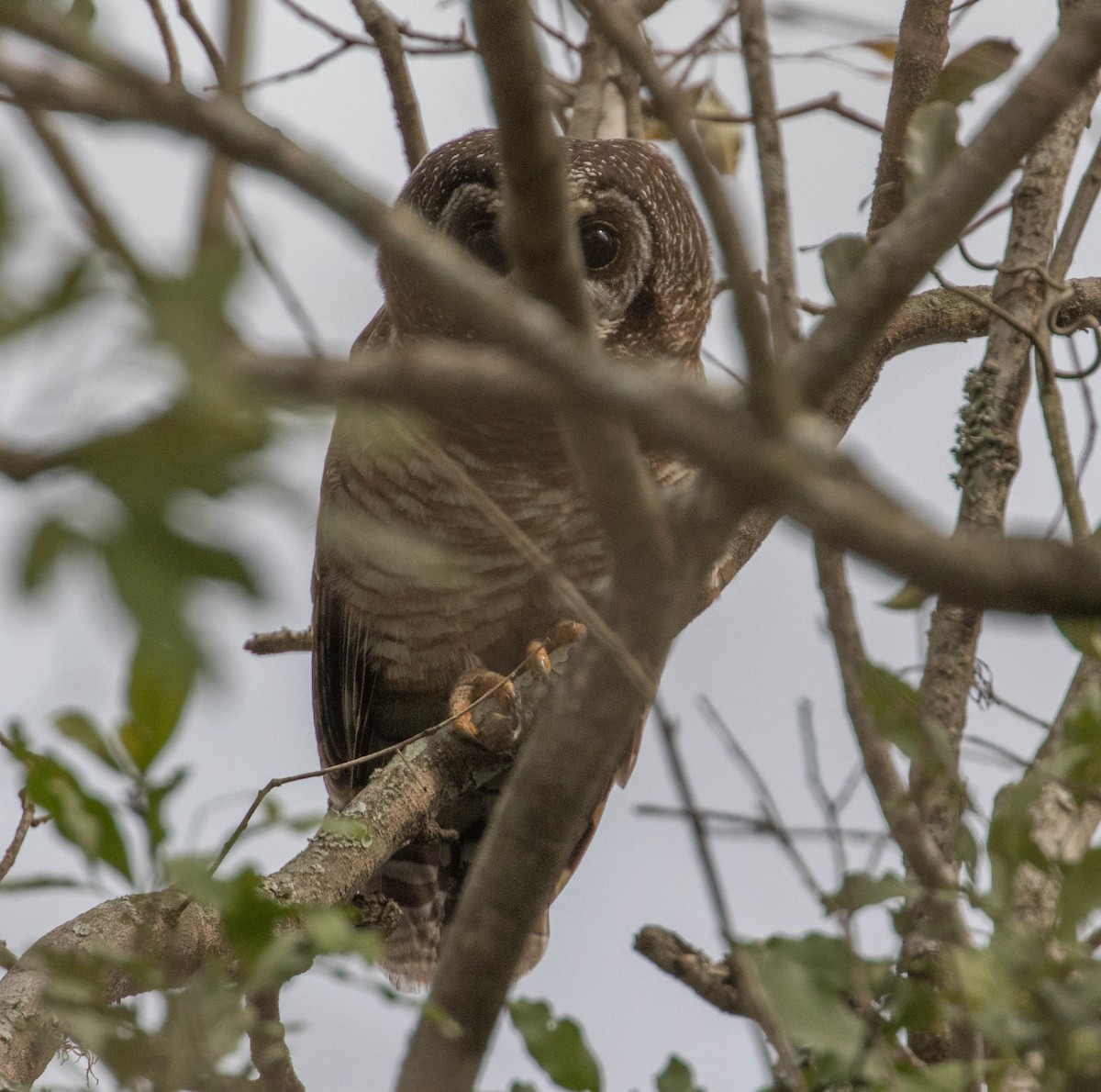 African Wood-Owl - Robert Bochenek