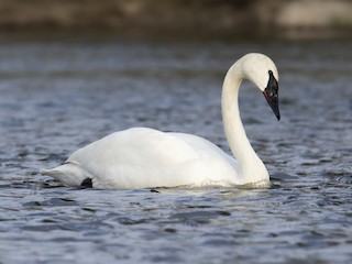  - Trumpeter Swan