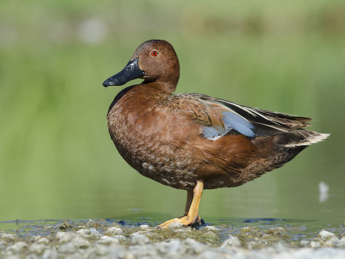 Cinnamon Teal - Spatula cyanoptera - Birds of the World