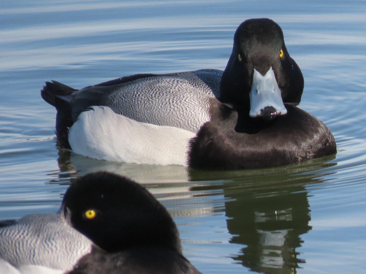 Greater Scaup - ML199983281