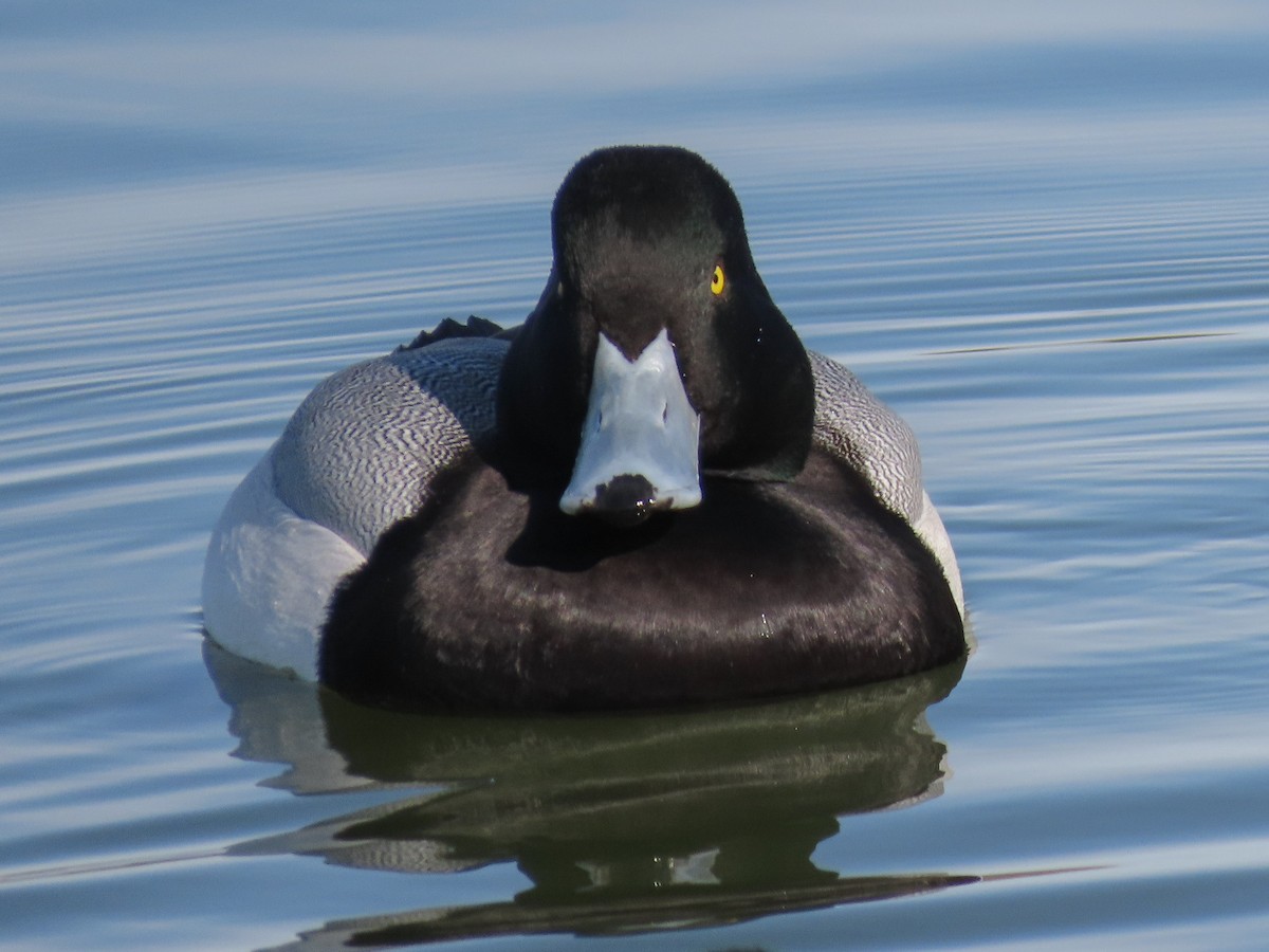Greater Scaup - ML199983311