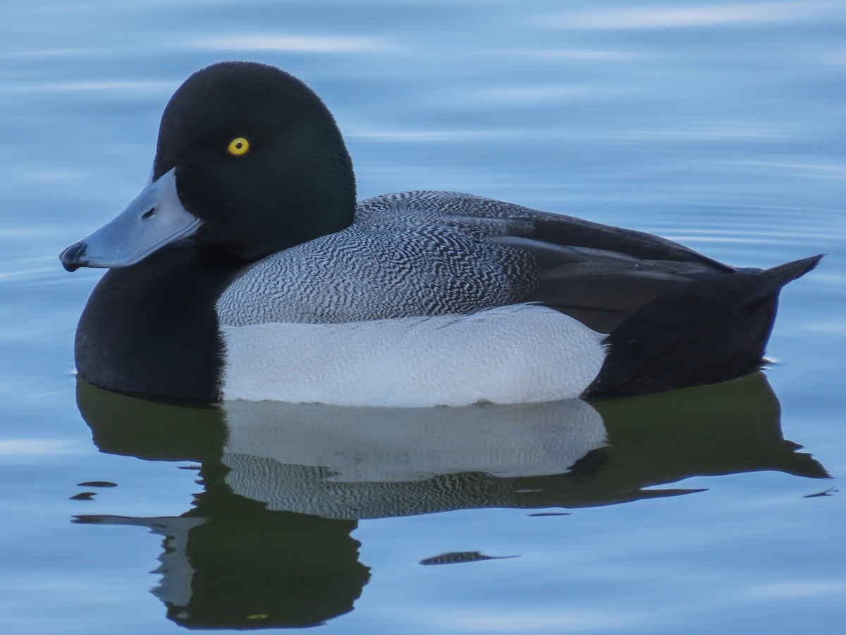 Greater Scaup - Barry Langdon-Lassagne