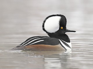  - Hooded Merganser