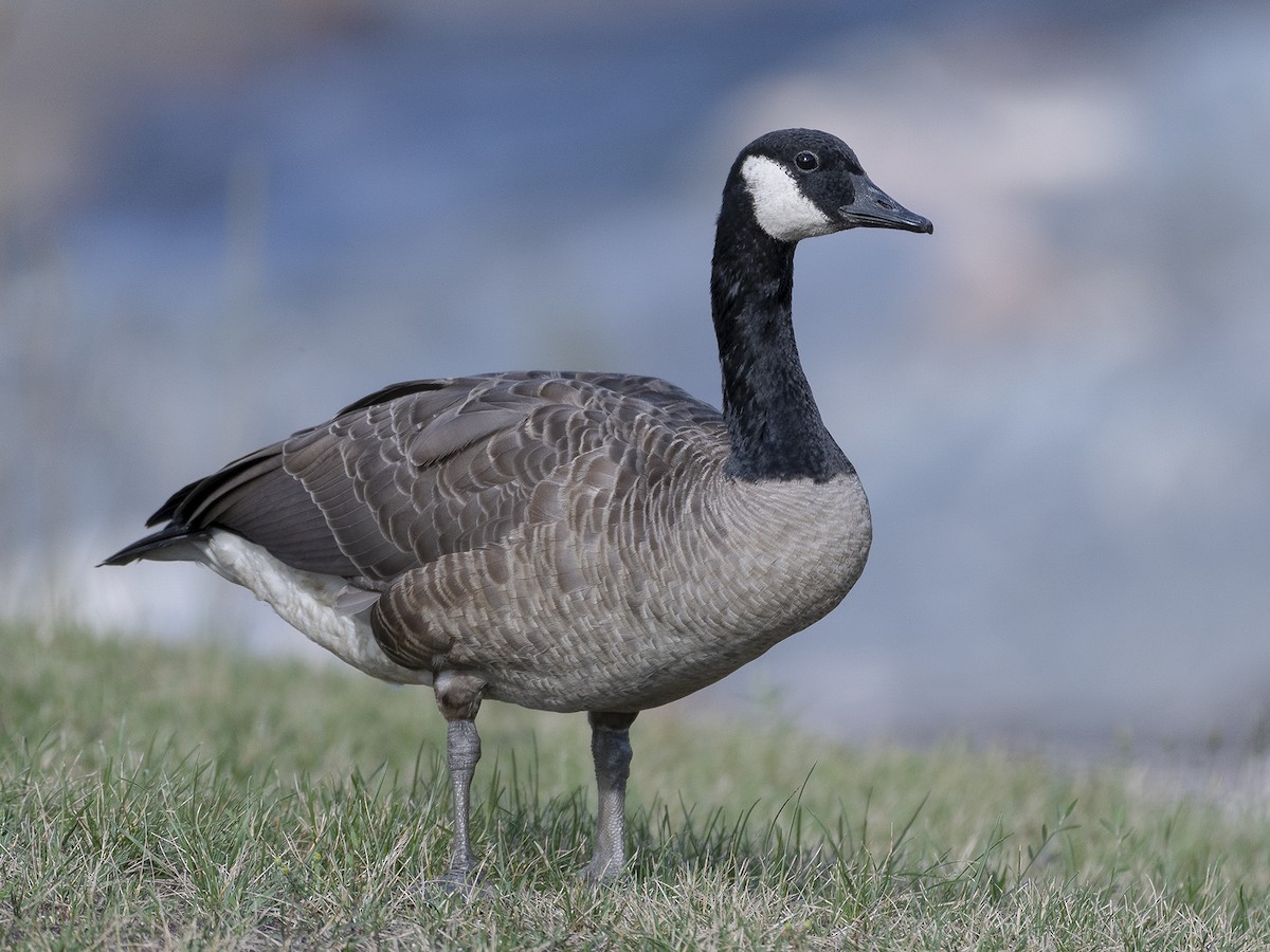 Canada Goose Branta Canadensis Birds Of The World