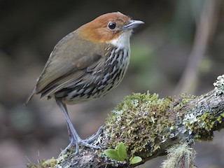  - Chestnut-crowned Antpitta