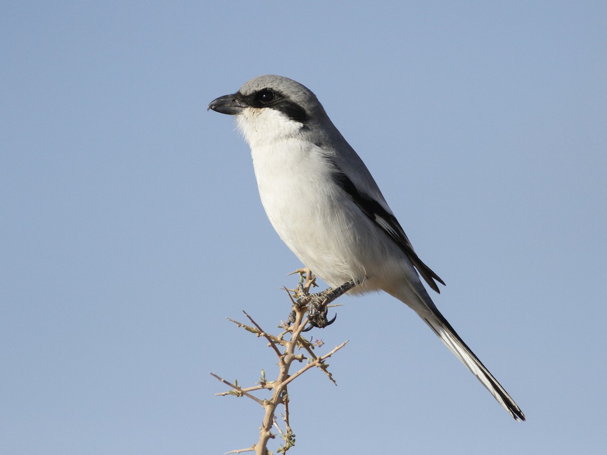 Great Gray Shrike - Lanius excubitor - Birds of the World