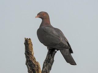  - Red-billed Pigeon