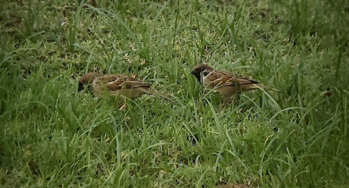 Eurasian Tree Sparrow - ML199992741