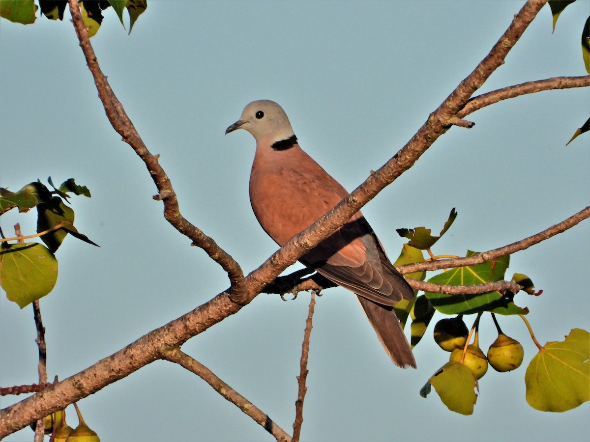 Red Collared-Dove - Ronet Santos
