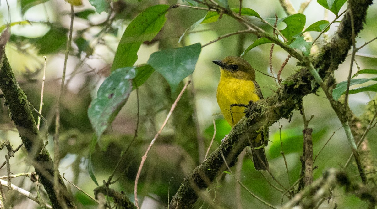Bornean Whistler - Forest Botial-Jarvis