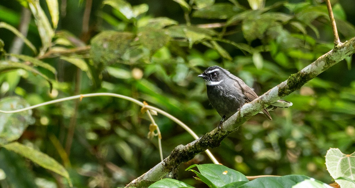 White-throated Fantail - Forest Botial-Jarvis
