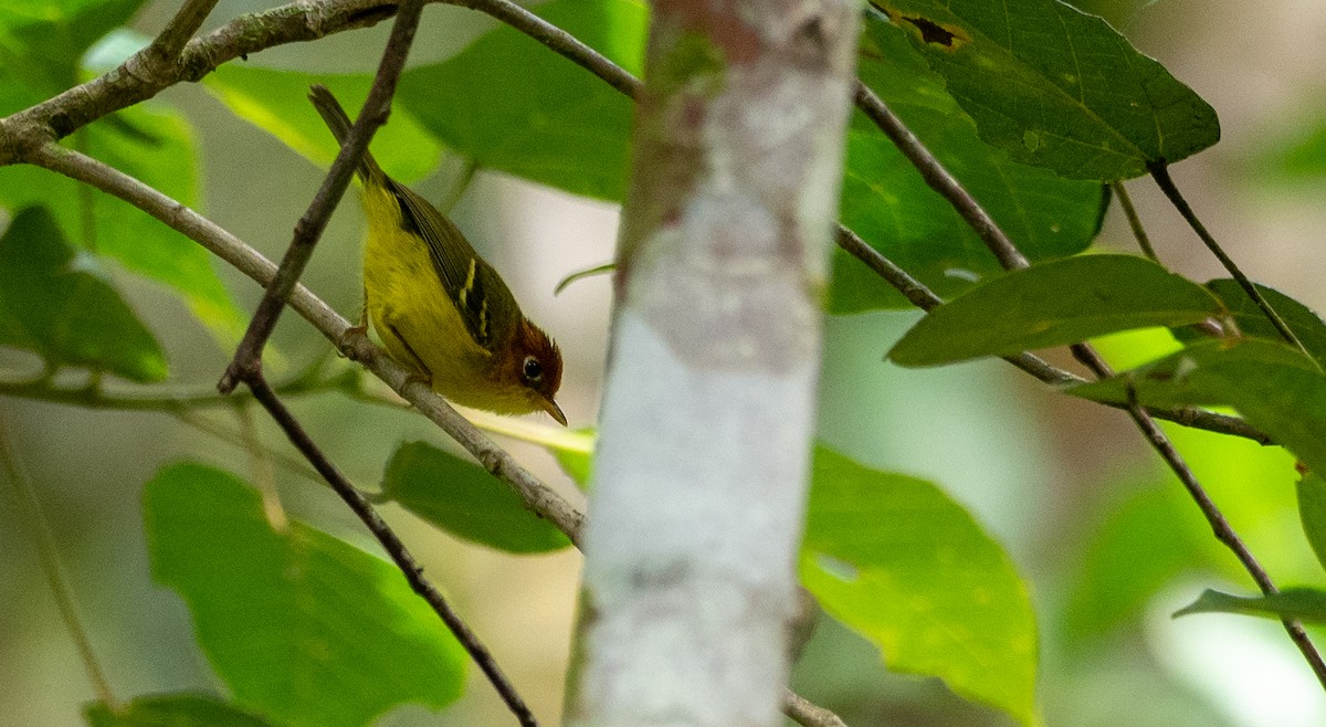 Yellow-breasted Warbler - ML199998261