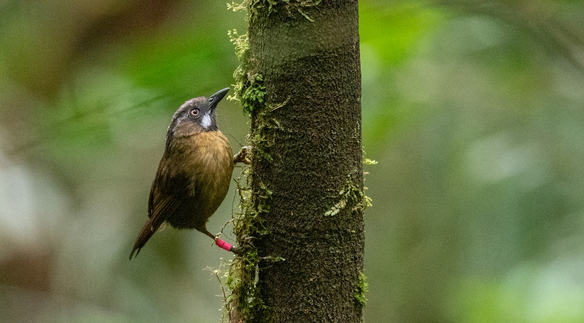 Gray-throated Babbler - Forest Botial-Jarvis