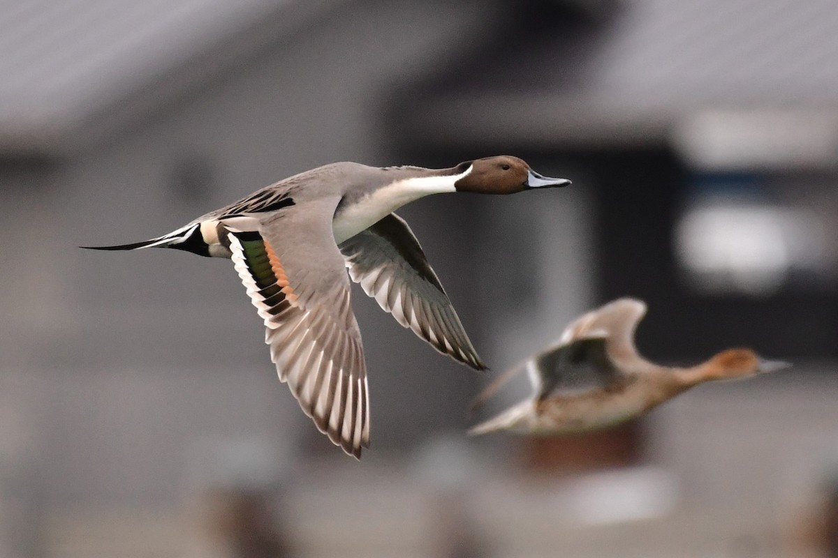 Northern Pintail - Sia McGown