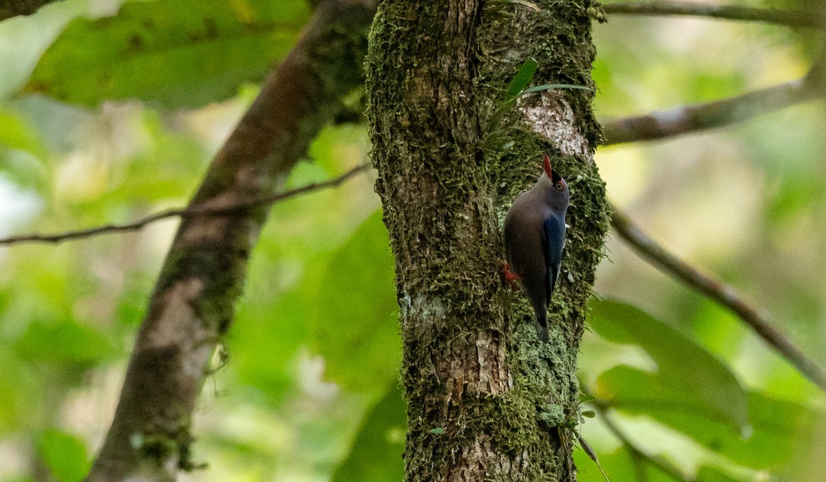 Velvet-fronted Nuthatch - Forest Botial-Jarvis