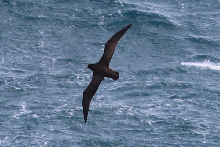 White-chinned Petrel - Mike Farnworth