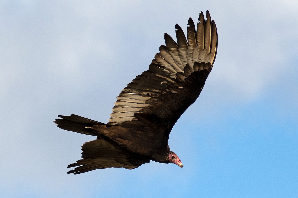 Turkey Vulture - ML200003691